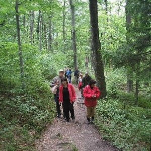           ПОЛОНИНА РОСОХАТА.